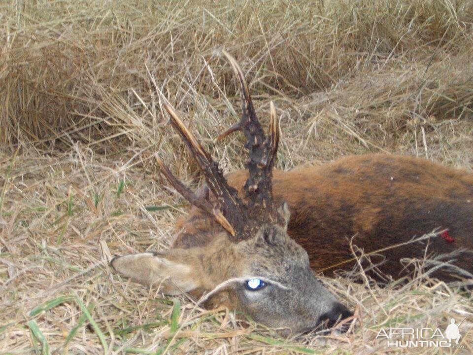 Hunting Roe Bucks in the UK