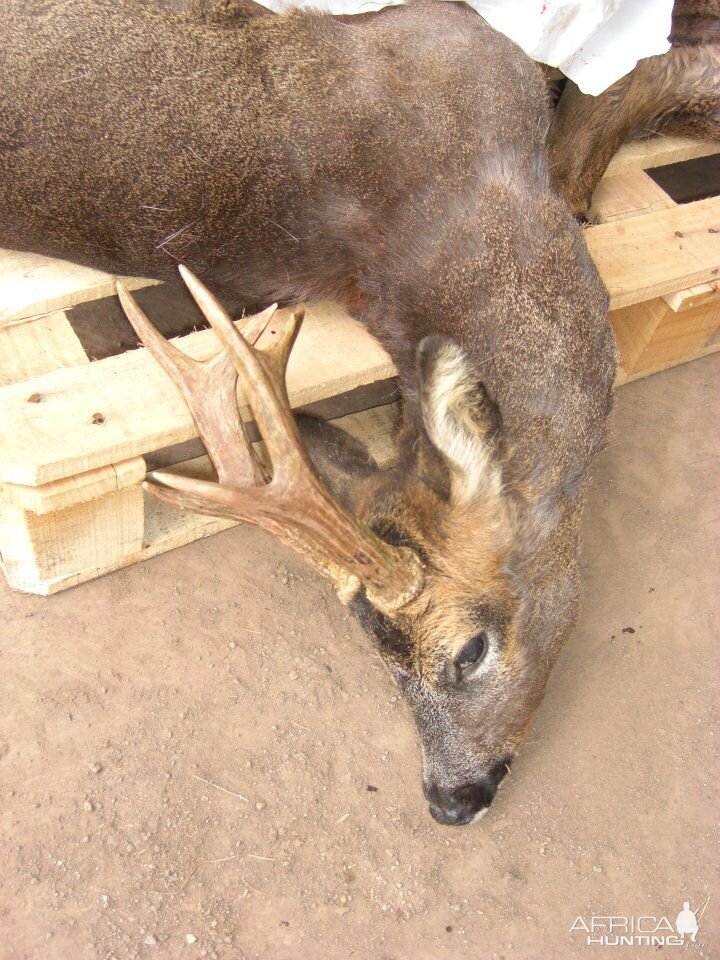 Hunting Roe Bucks in the UK