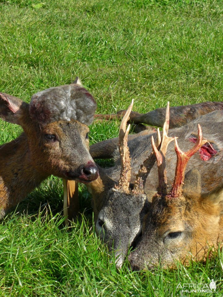 Hunting Roe Bucks in the UK