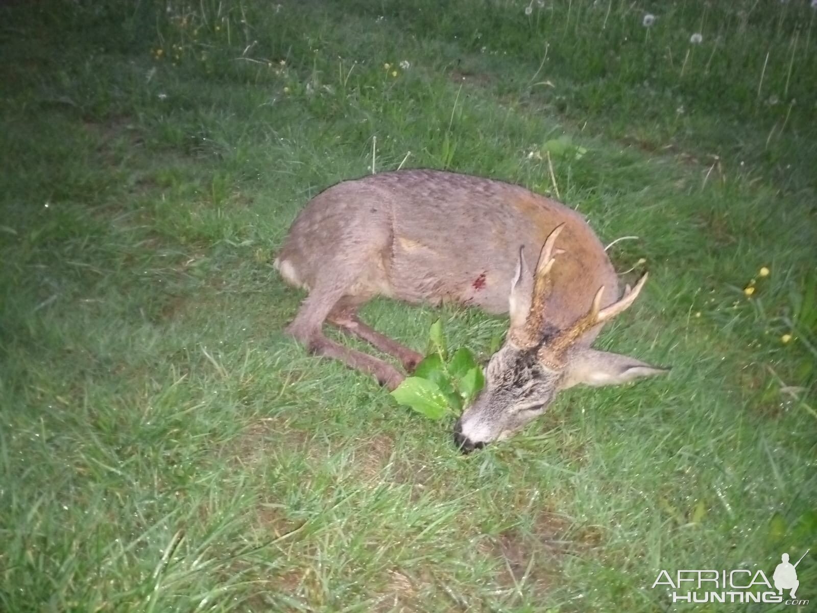 Hunting Roe Deer in Germany