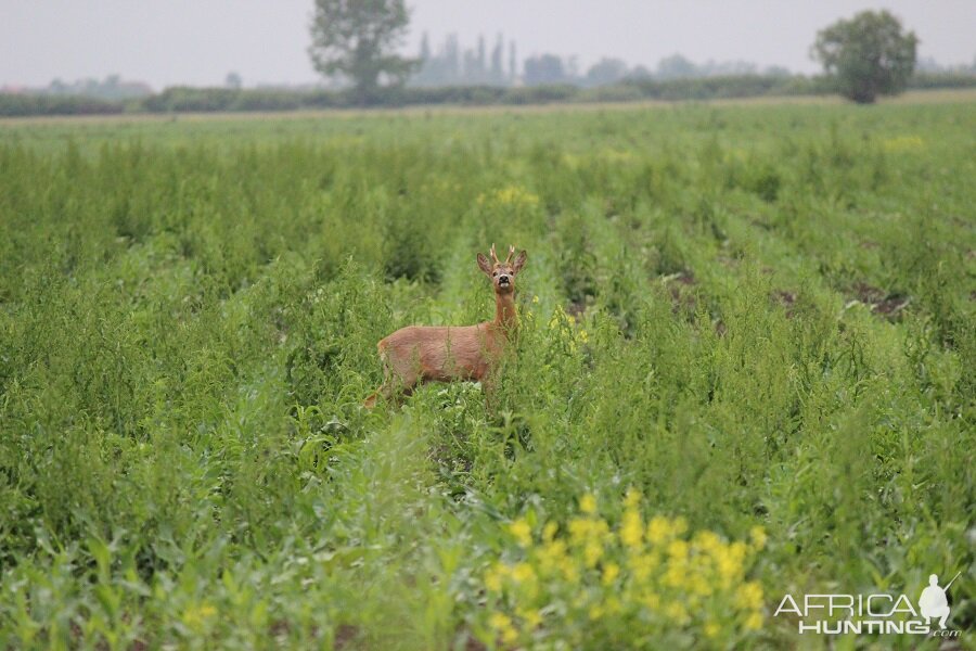 Hunting Roe Deer in Romania