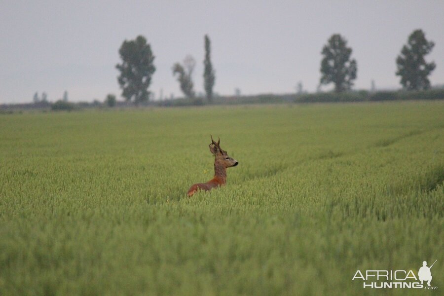 Hunting Roe Deer in Romania