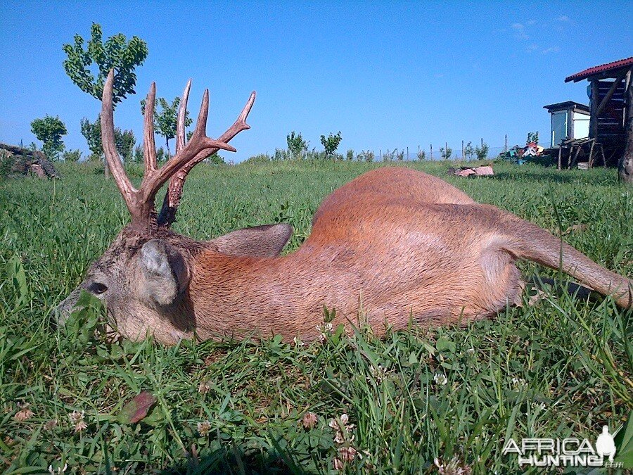 Hunting Roe Deer in Romania