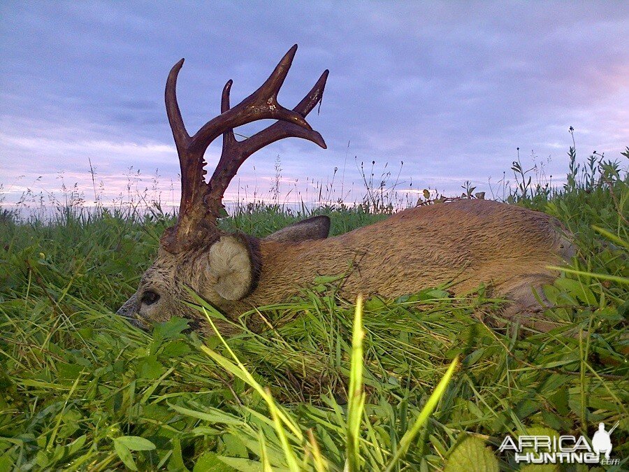 Hunting Roe Deer in Romania