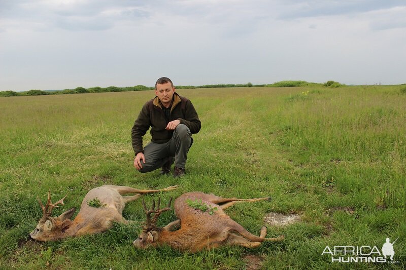 Hunting Roe Deer in Romania