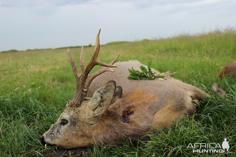 Hunting Roe Deer in Romania