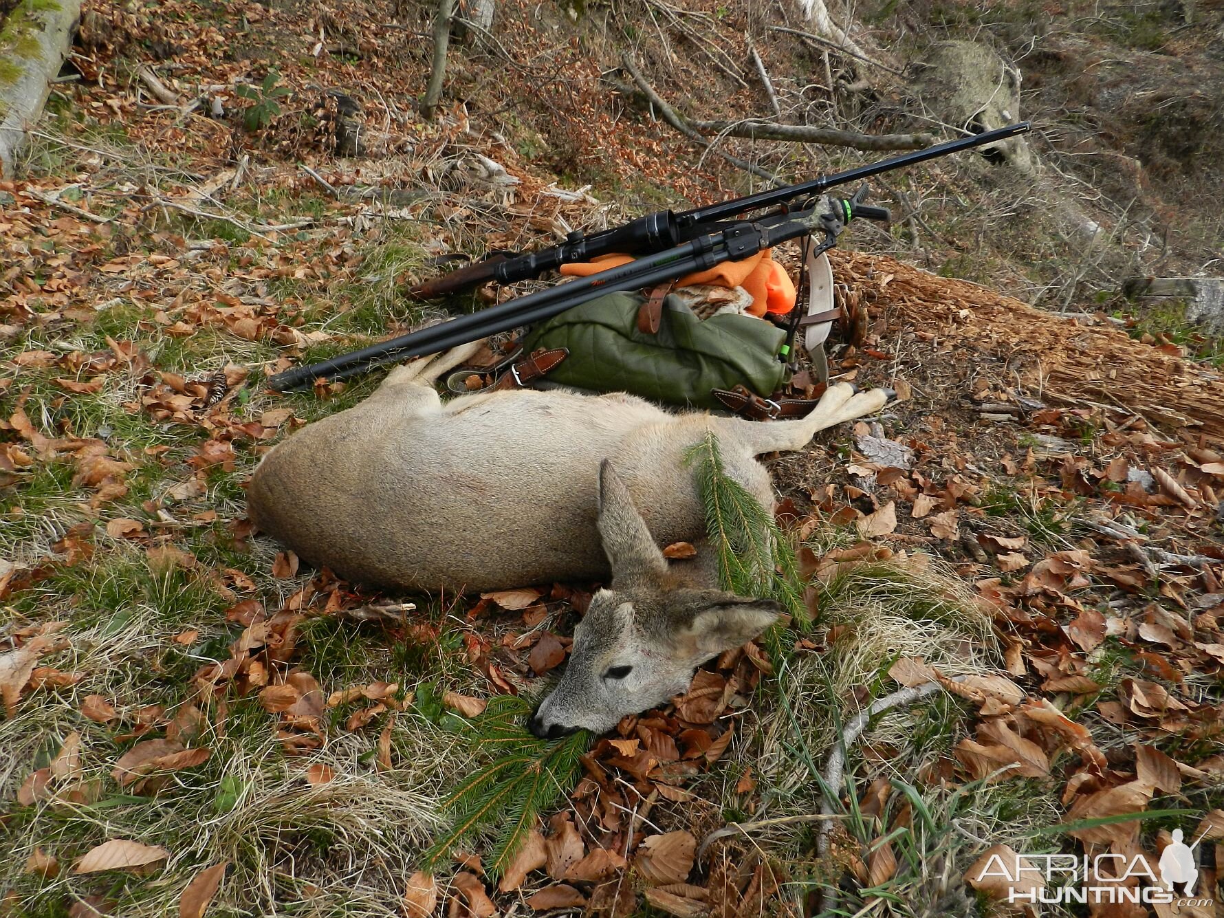 Hunting Roe Deer Slovenia