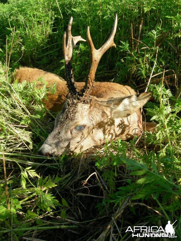 Hunting Roe Deer