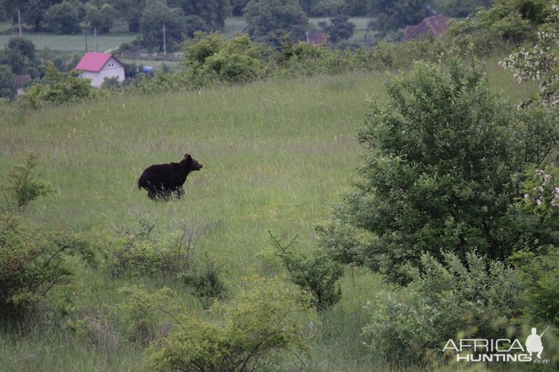 Hunting Romania Bear