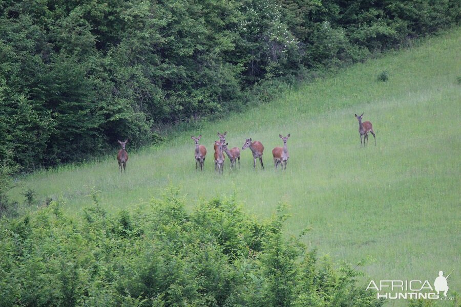 Hunting Romania