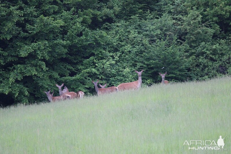 Hunting Romania