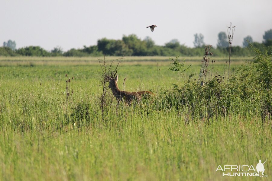 Hunting Romania