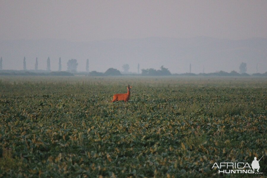 Hunting Romania