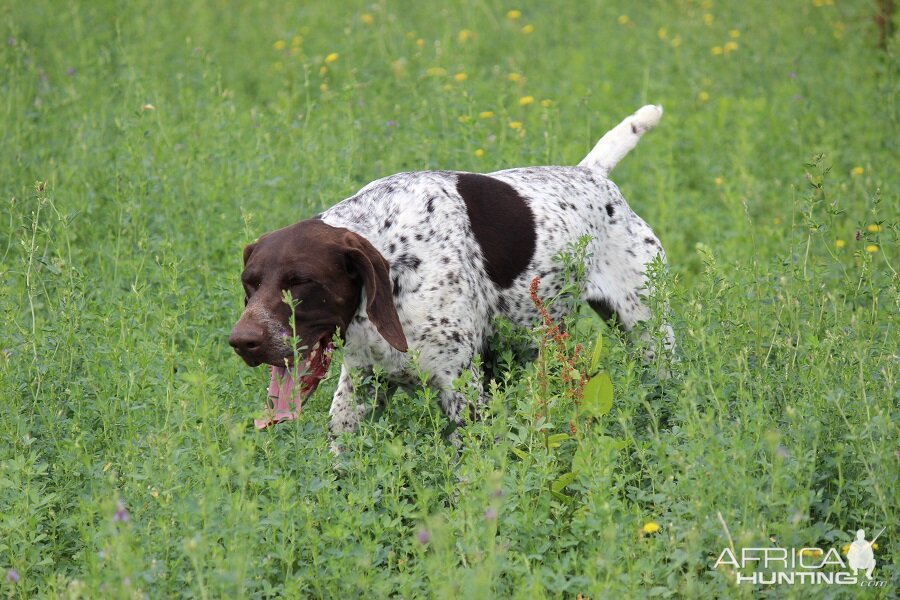 Hunting Romania