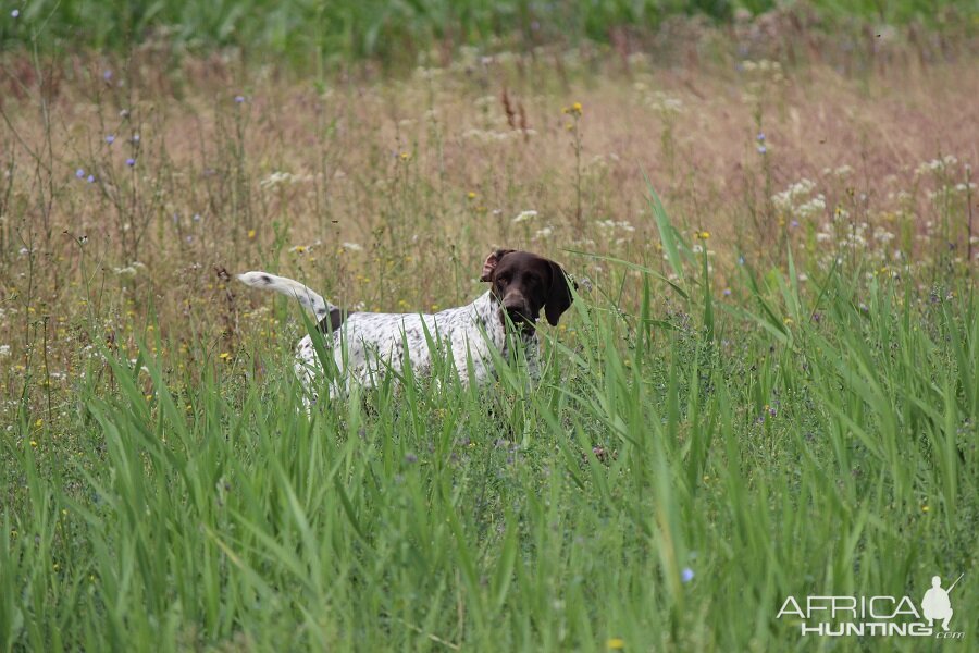 Hunting Romania