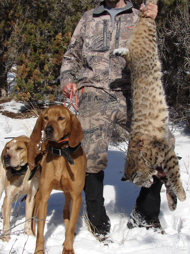 Hunting Rosetta Bobcat