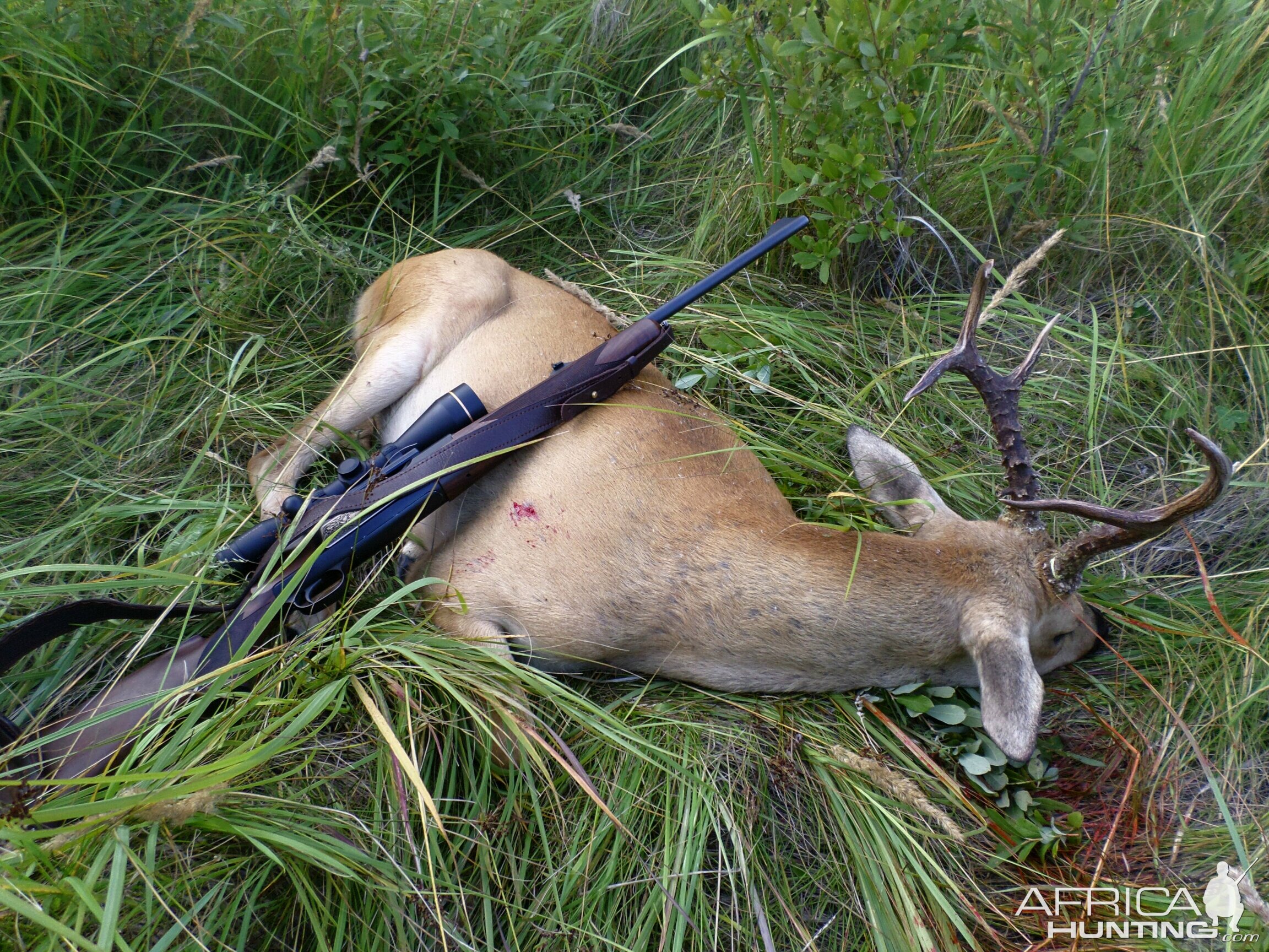 Hunting Russia Nice Siberian Roe Deer