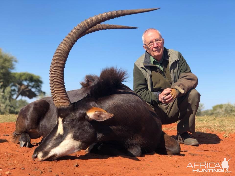 Hunting Sable Antelope in South Africa