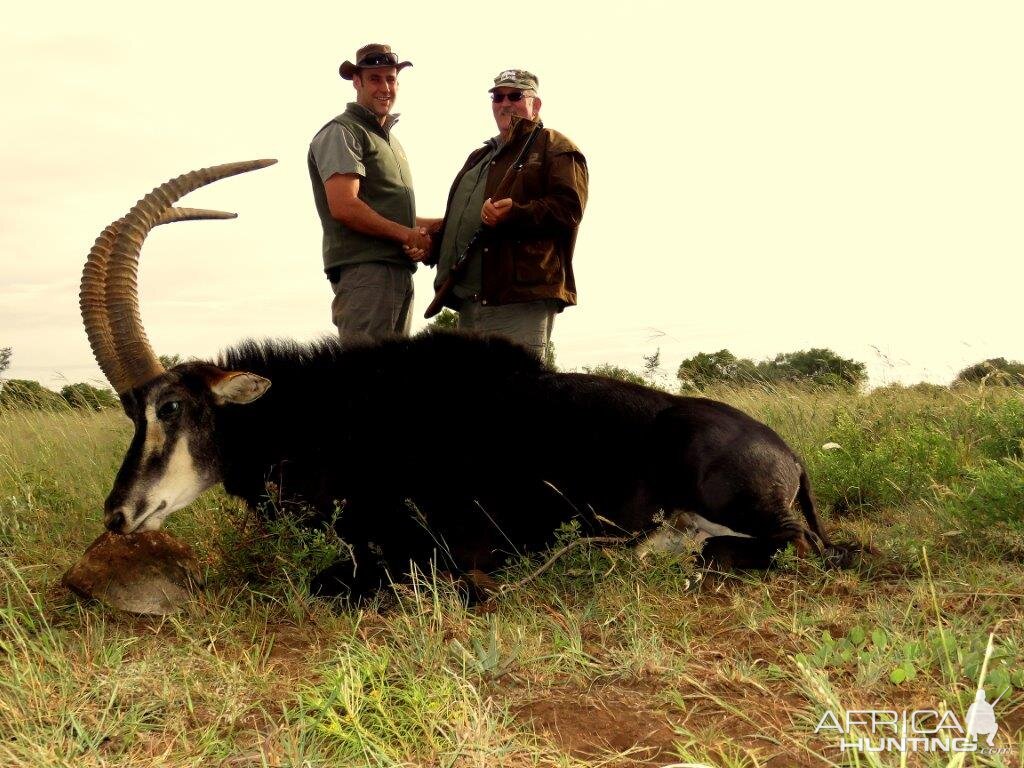 Hunting Sable Antelope in South Africa