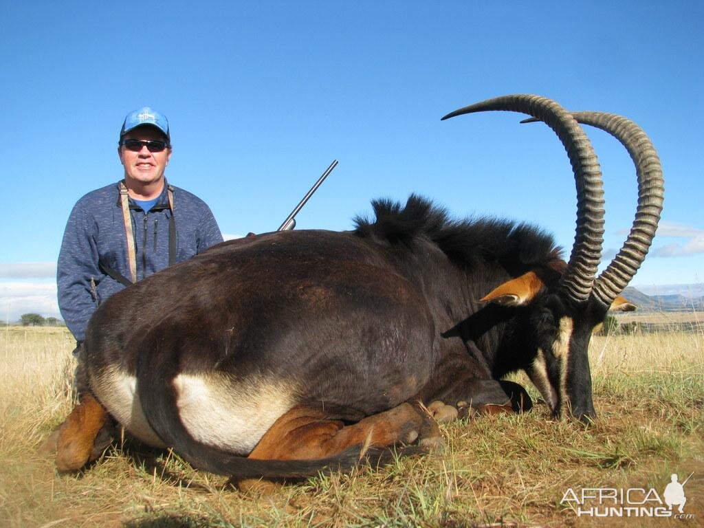 Hunting Sable Antelope in South Africa