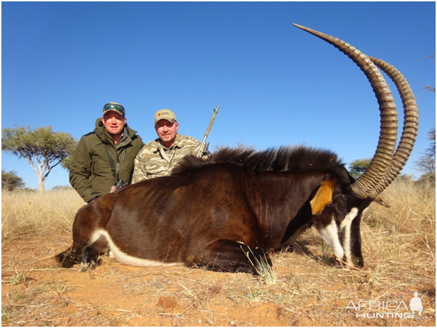 Hunting Sable Antelope Namibia