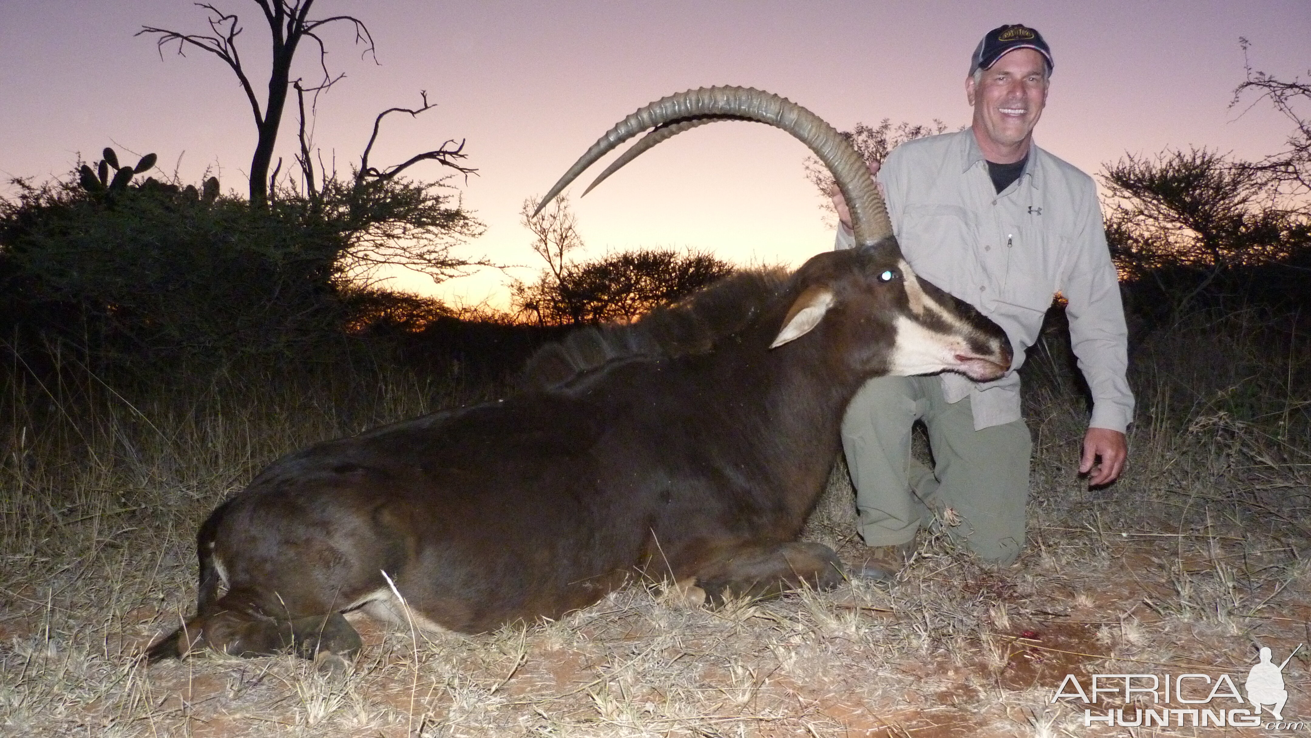 Hunting Sable Antelope South Africa