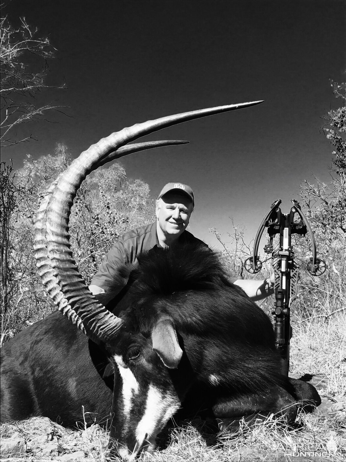 Hunting Sable Antelope South Africa