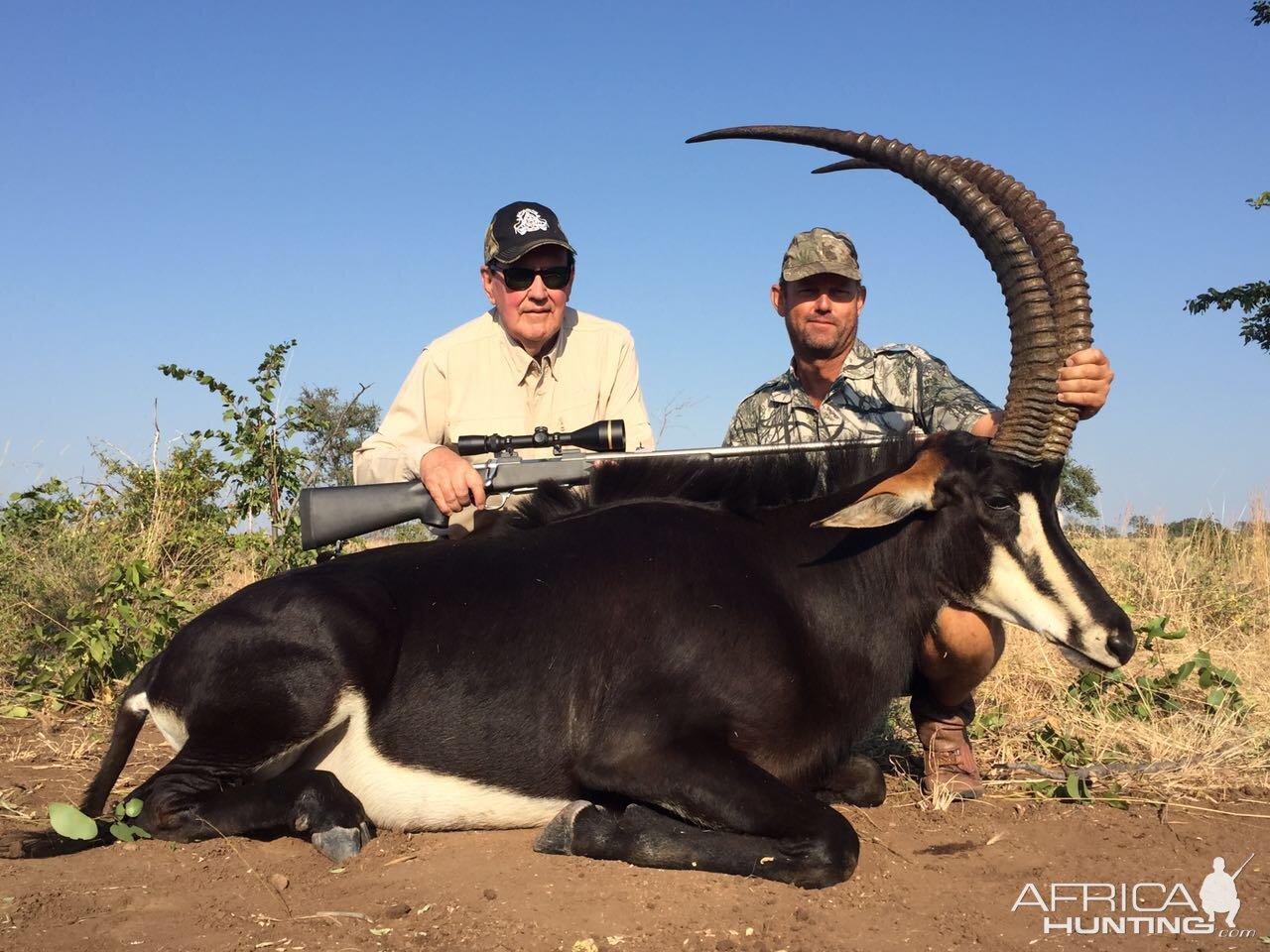 Hunting Sable Antelope