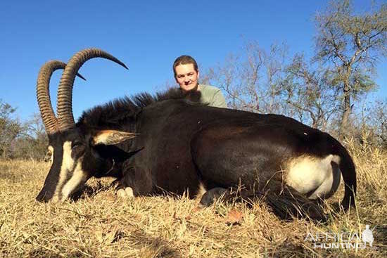 Hunting Sable Antelope