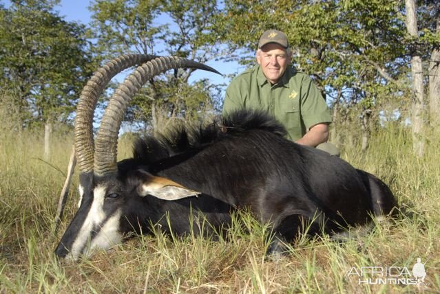 Hunting Sable Antelope