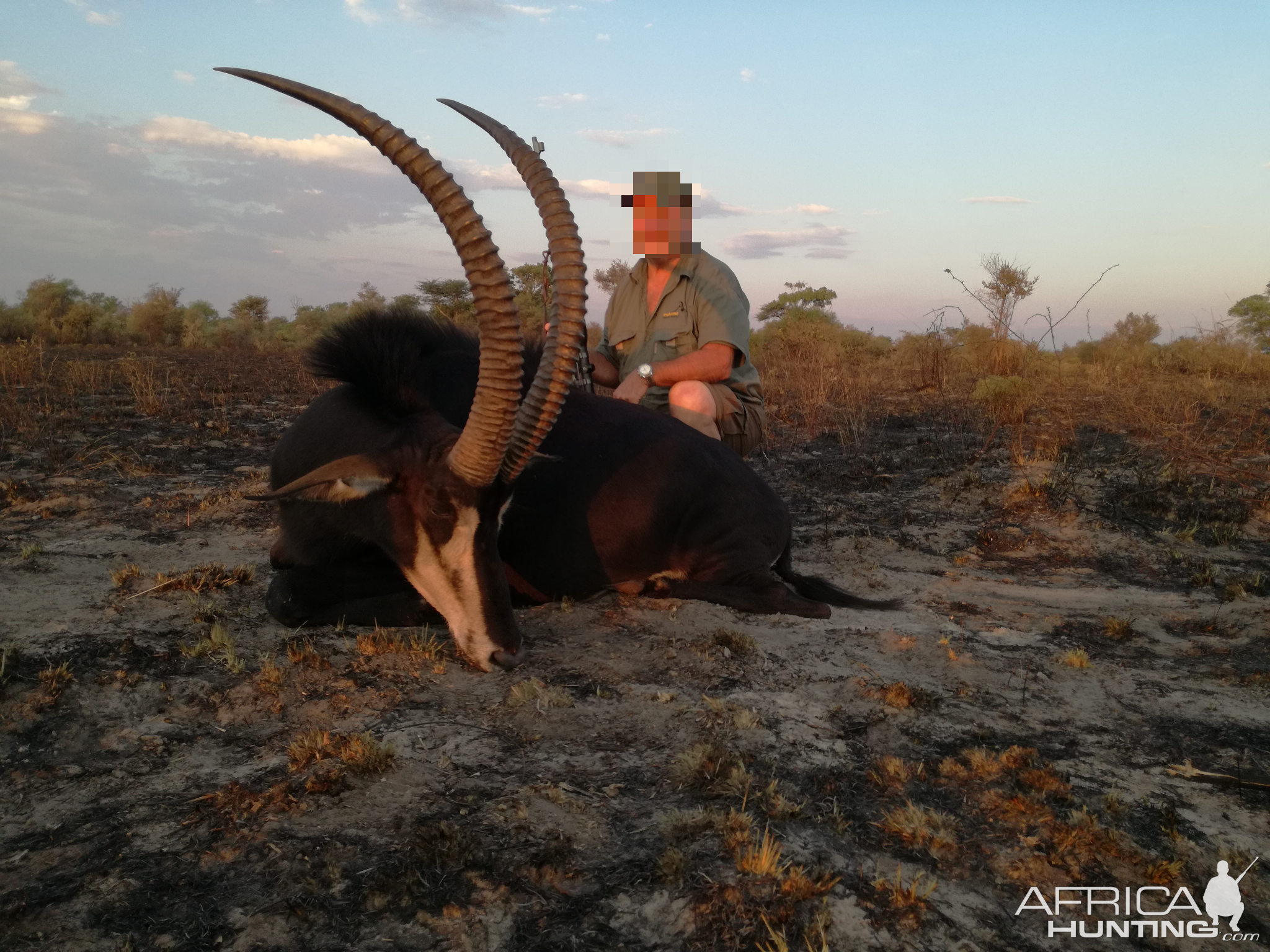 Hunting Sable Antelope