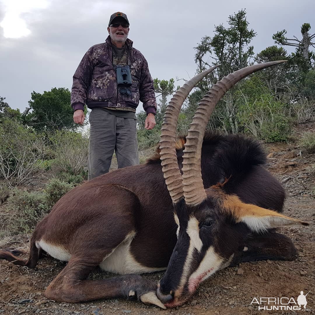 Hunting Sable in South Africa