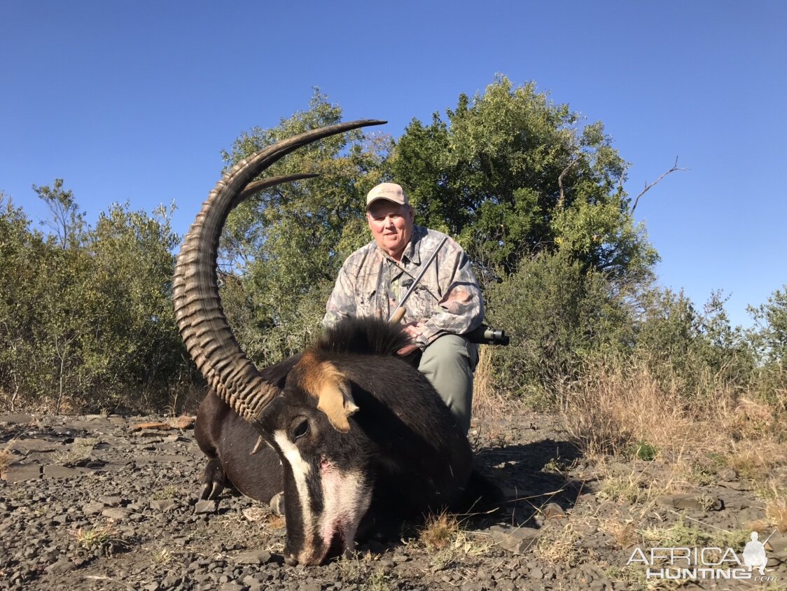 Hunting Sable in South Africa