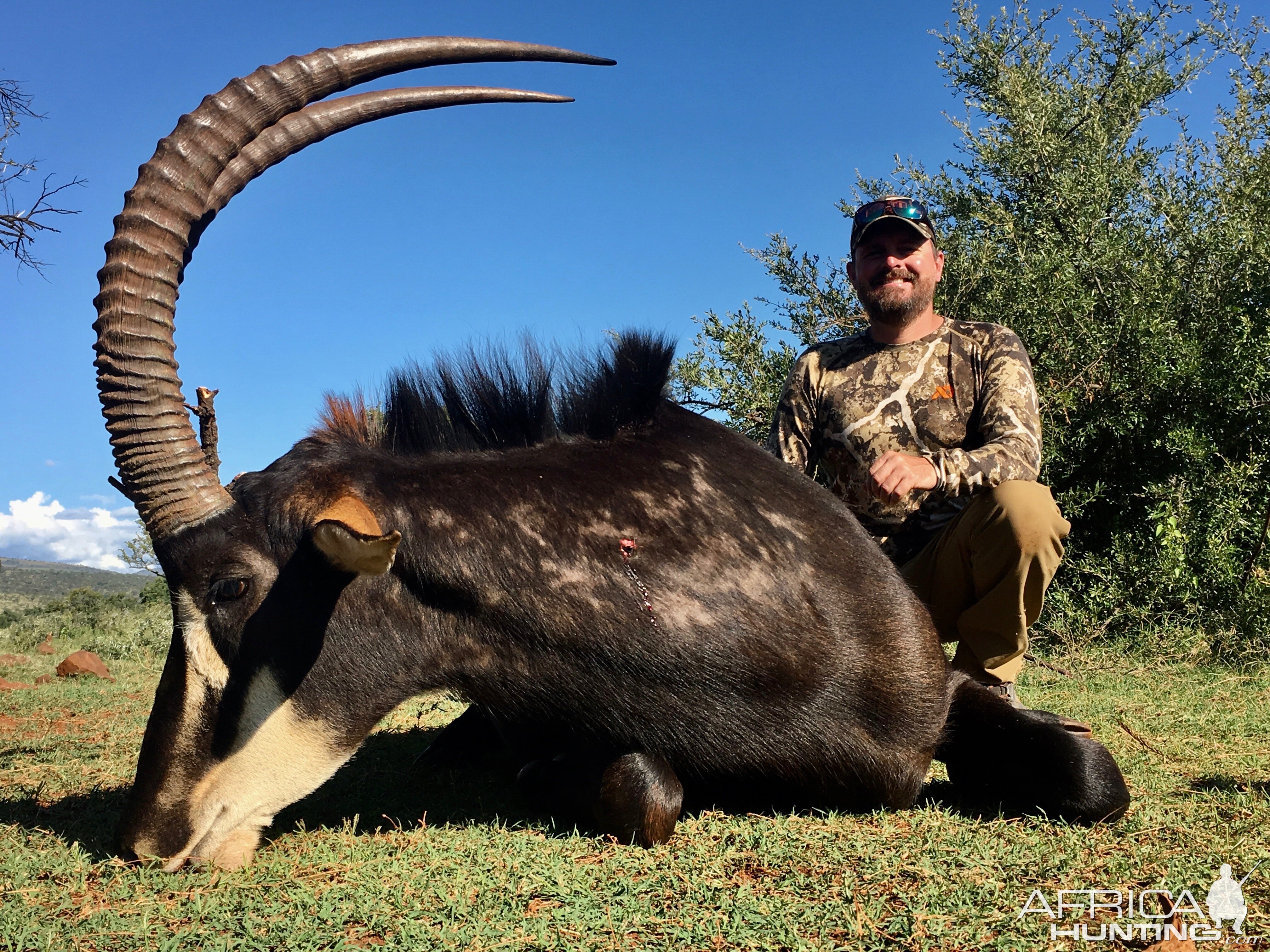 Hunting Sable in South Africa