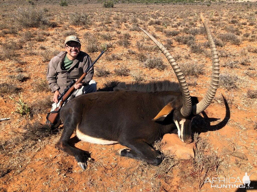 Hunting Sable in South Africa