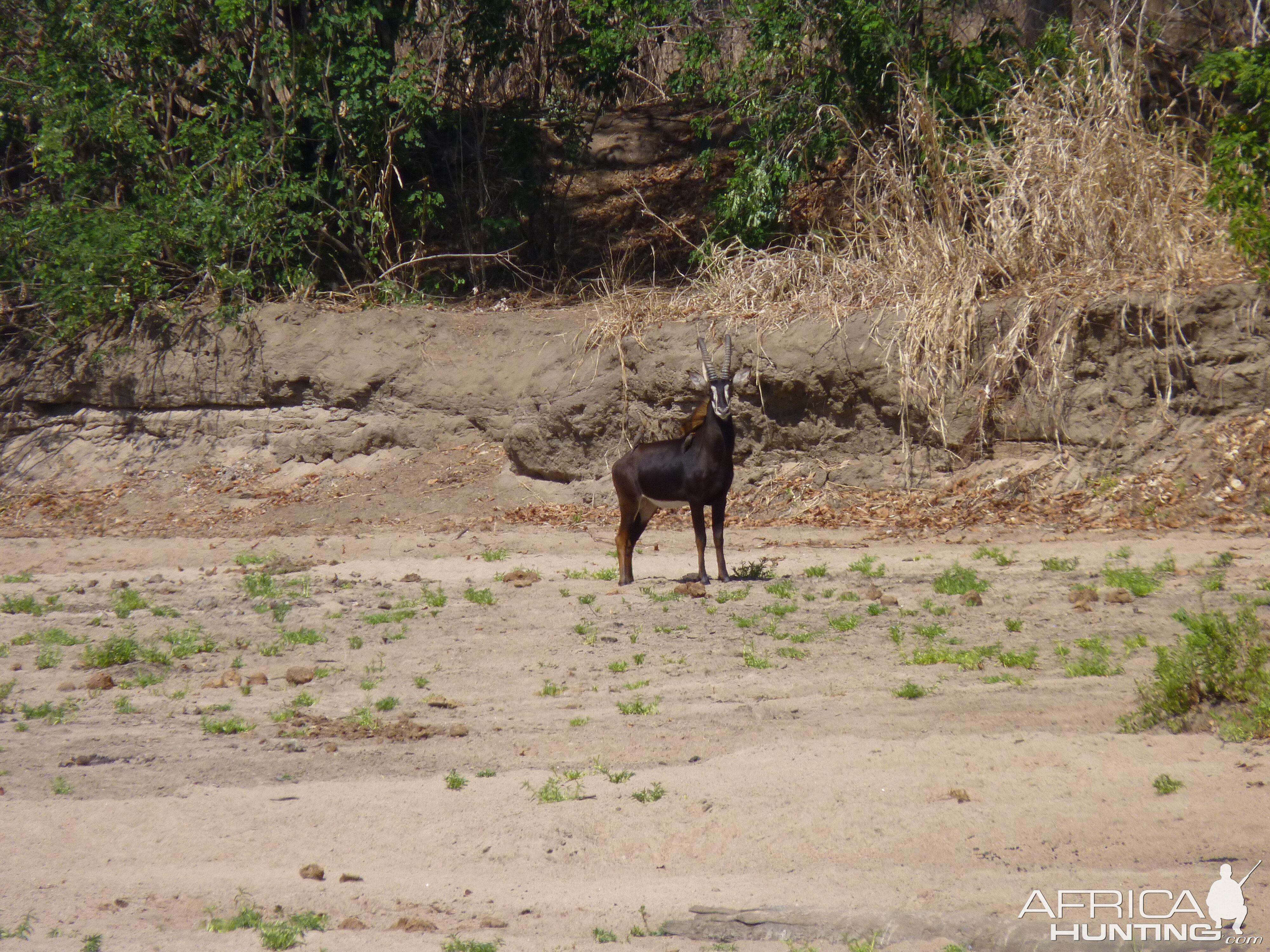 Hunting Sable in Tanzania