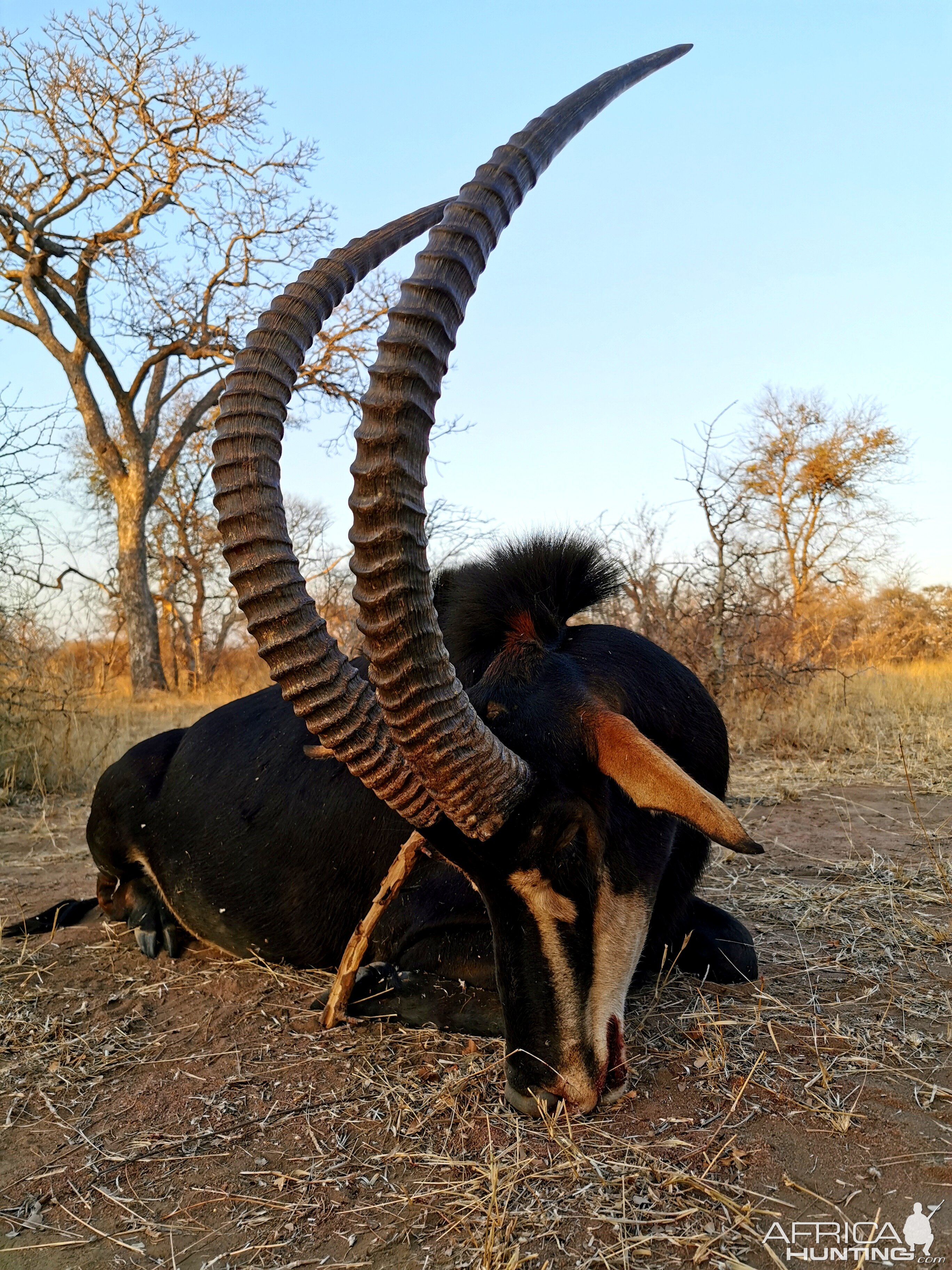 Hunting Sable South Africa