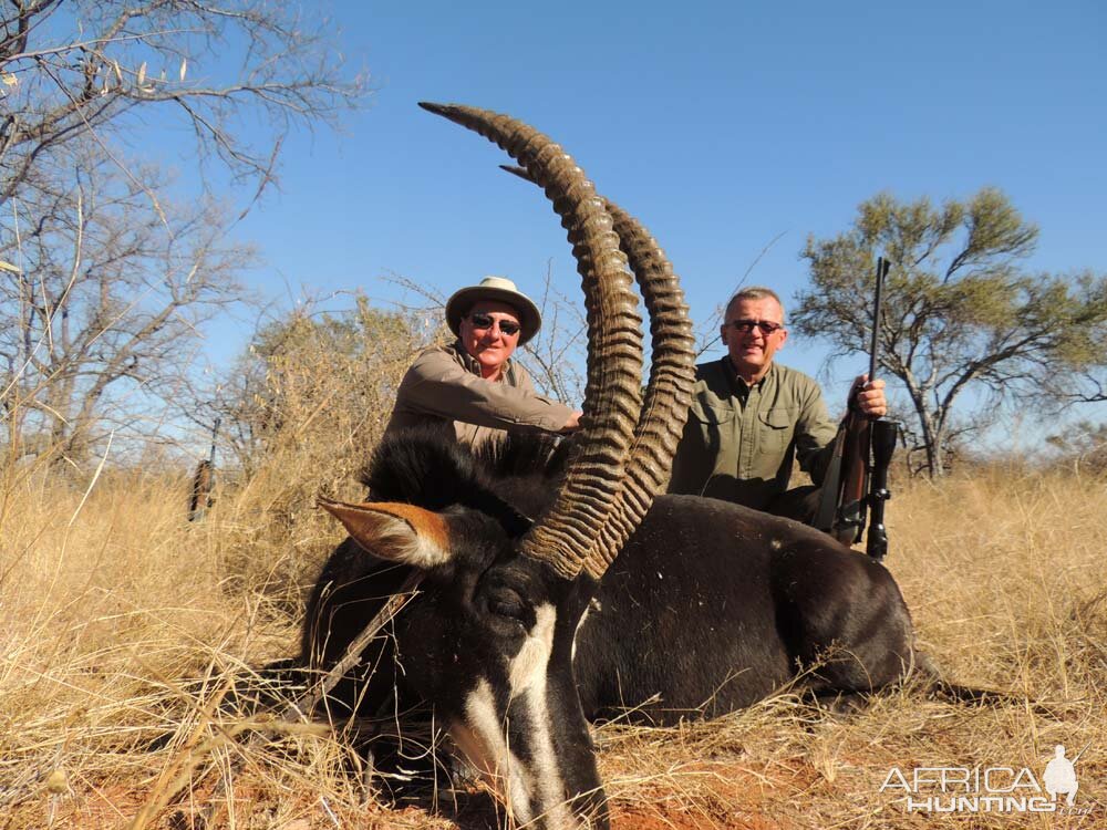 Hunting Sable South Africa