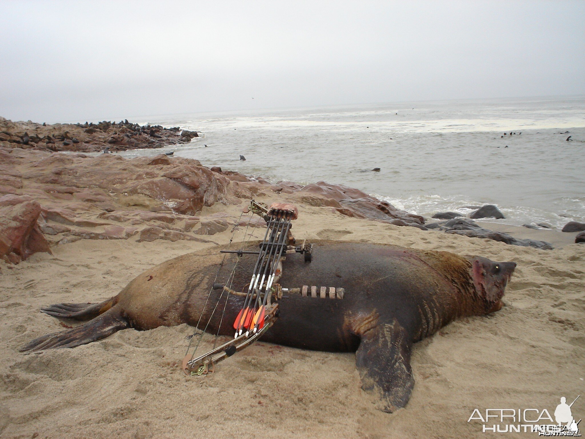 Hunting Seal in Namibia