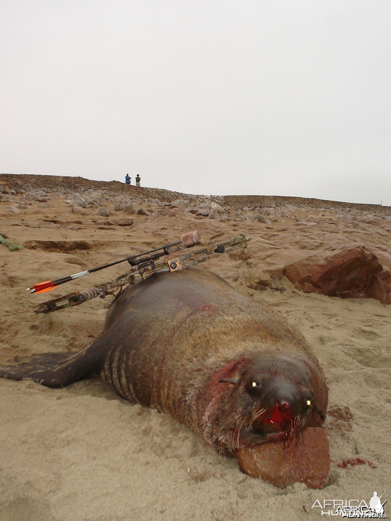 Hunting Seal in Namibia