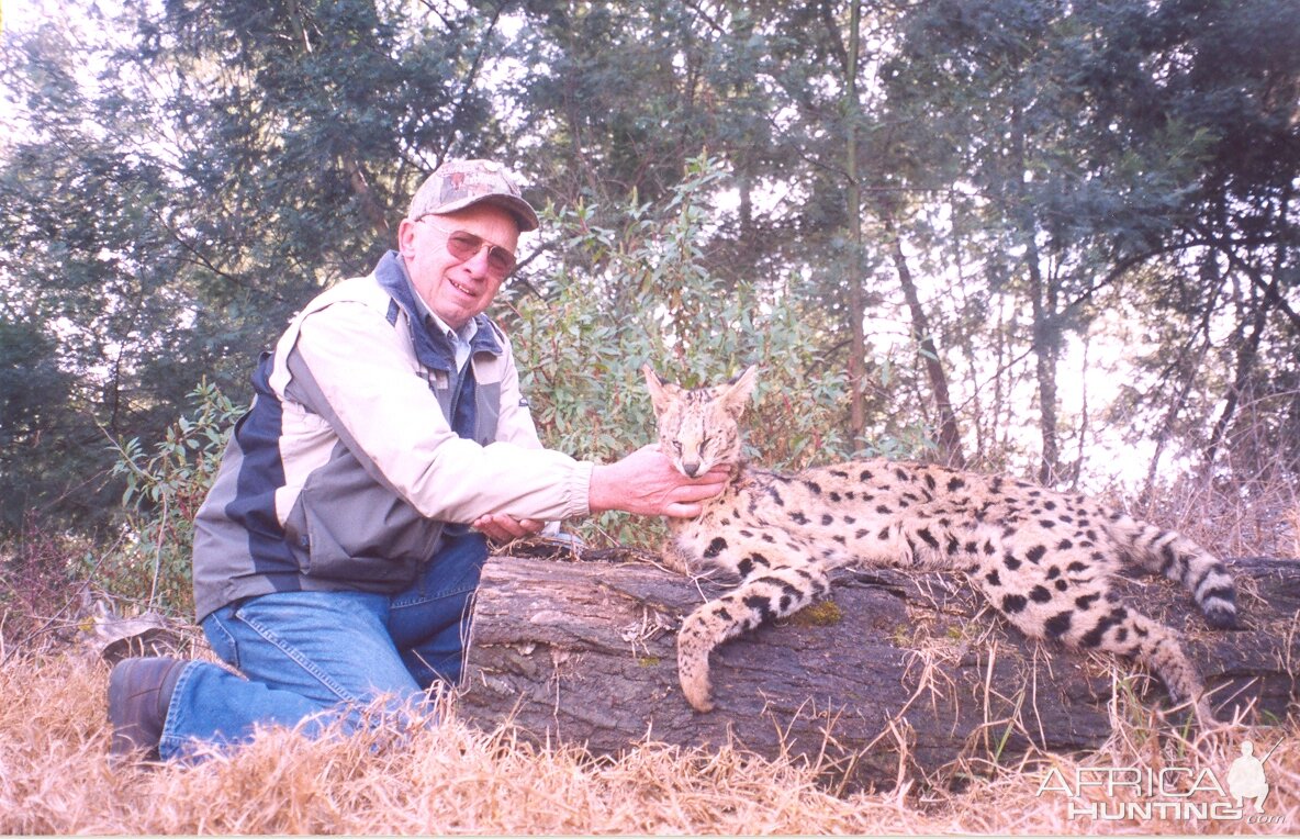 Hunting Serval