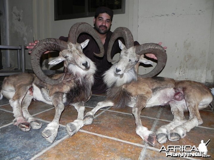 Hunting Sheep in Pakistan