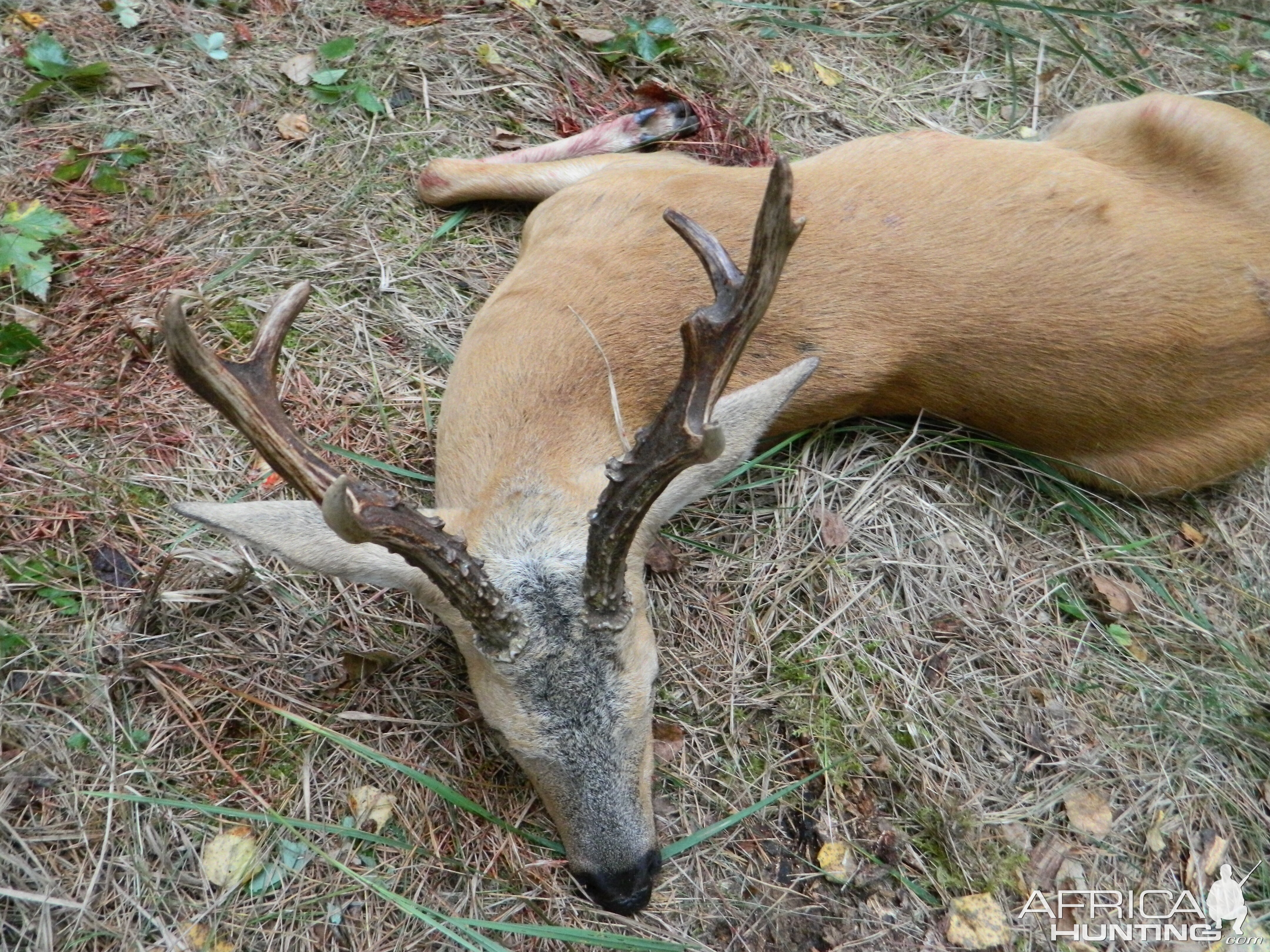 Hunting Siberian Roe Deer in Russia