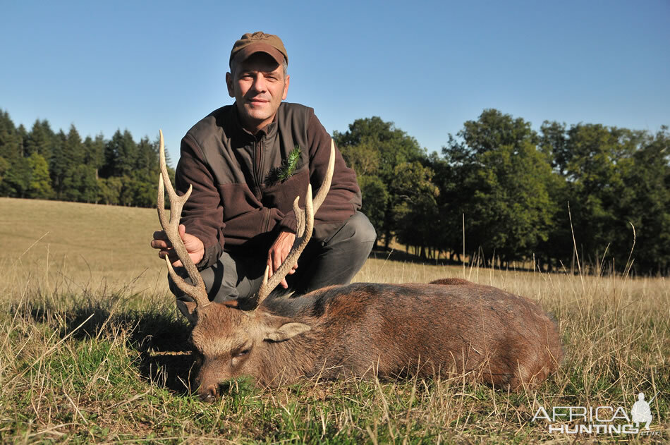 Hunting Sika Deer France