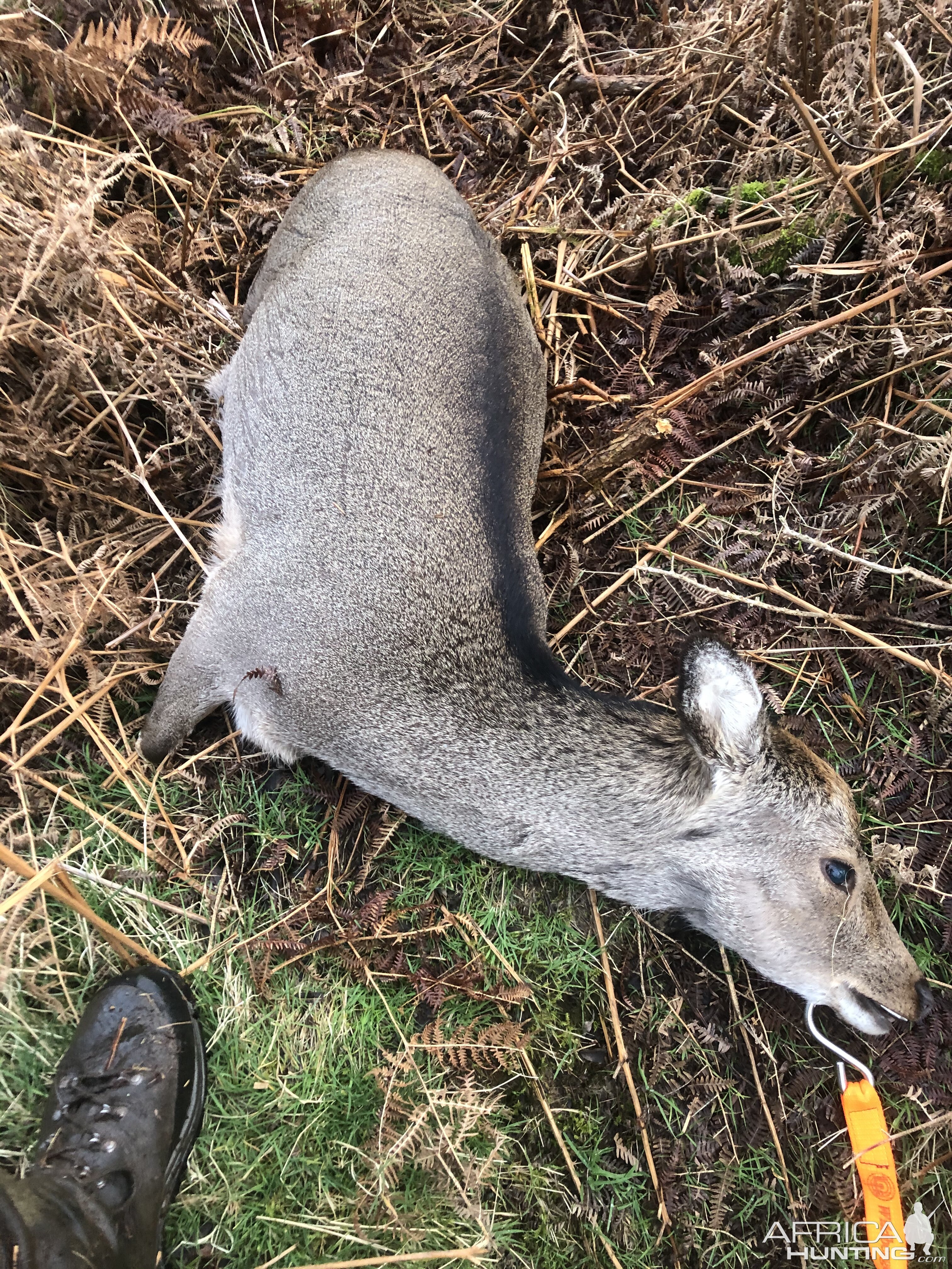 Hunting Sika Deer in Ireland