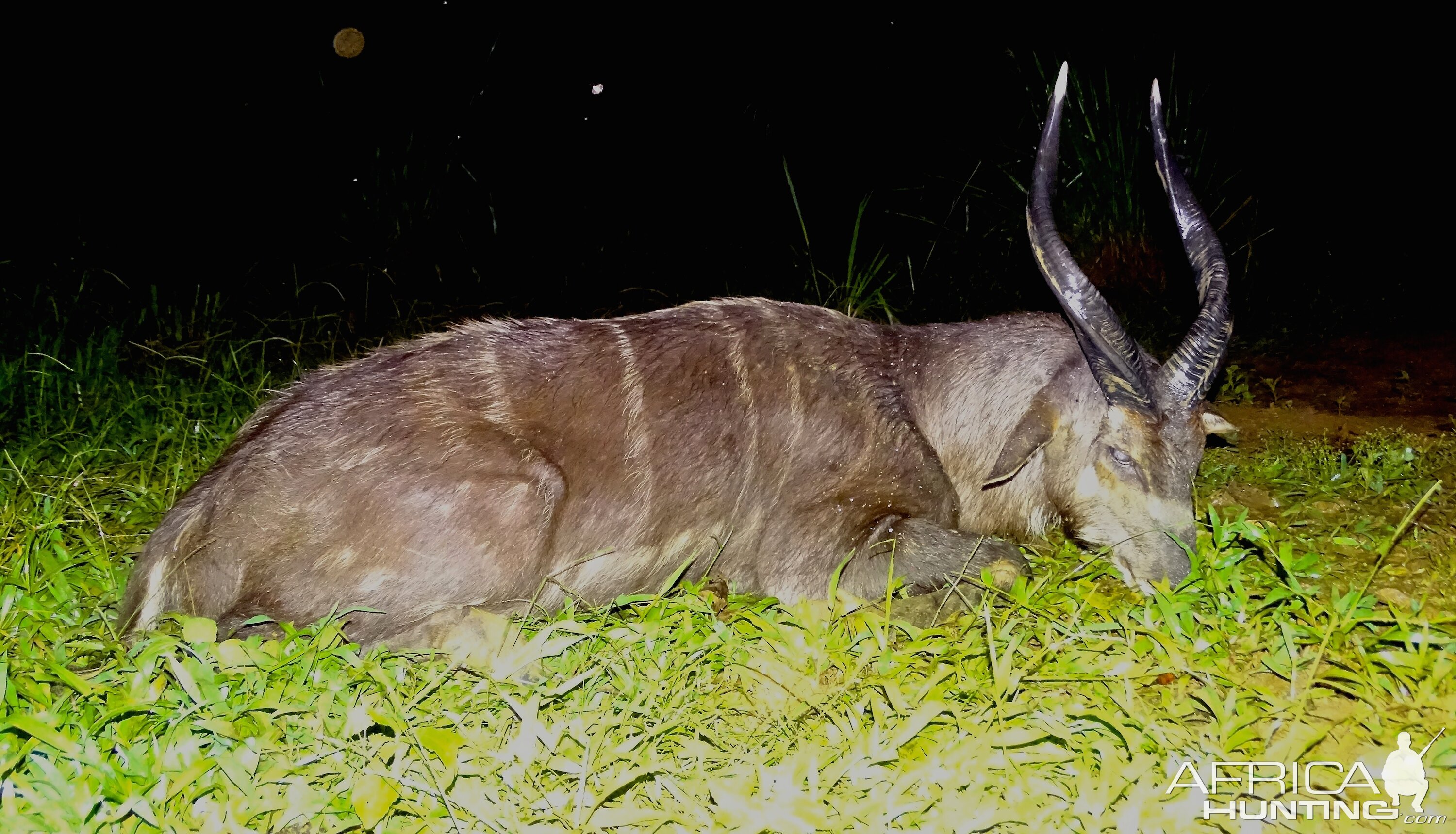 Hunting Sitatunga in Congo