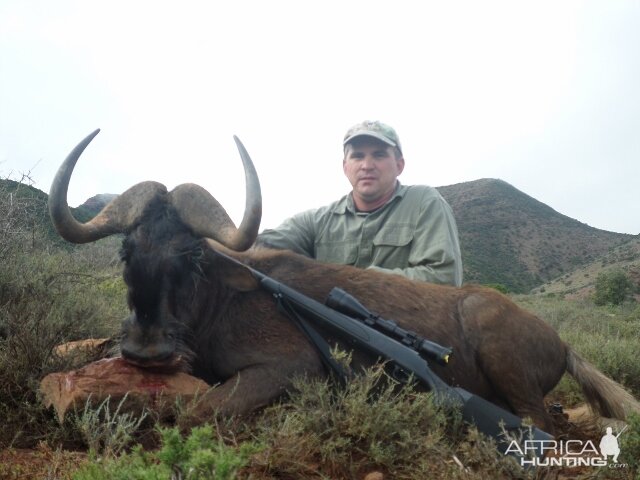 Hunting South Africa Black Wildebeest