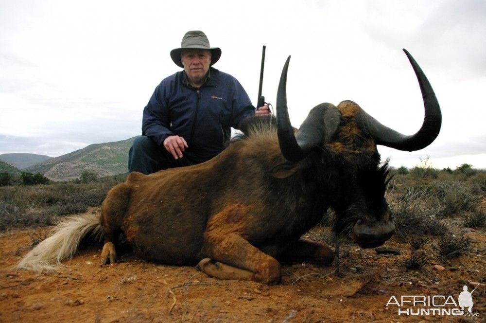 Hunting South Africa Black Wildebeest