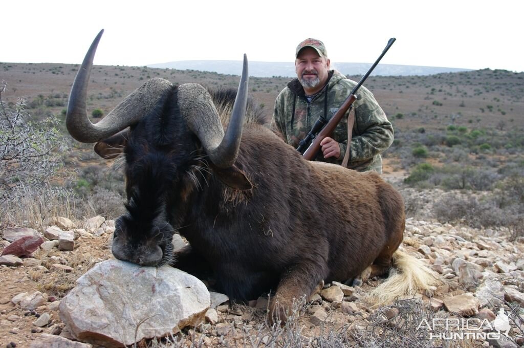 Hunting South Africa Black Wildebeest