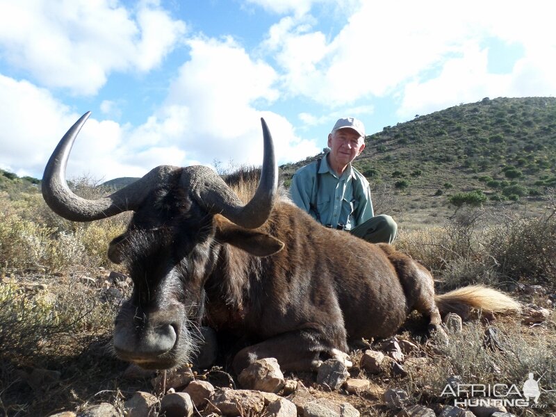 Hunting South Africa Black Wildebeest